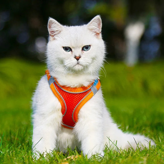 New cat and dog chest back leash pet walking leash color chest strap cat vest type leash set pet supplies